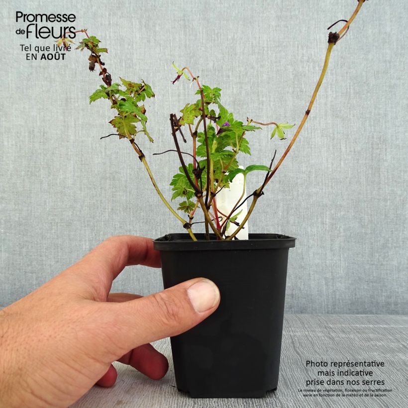 Exemplar von Storchschnabel Censation Daily Purple - Geranium Kleine Töpfe von 8/9 cm wie im Sommer geliefert