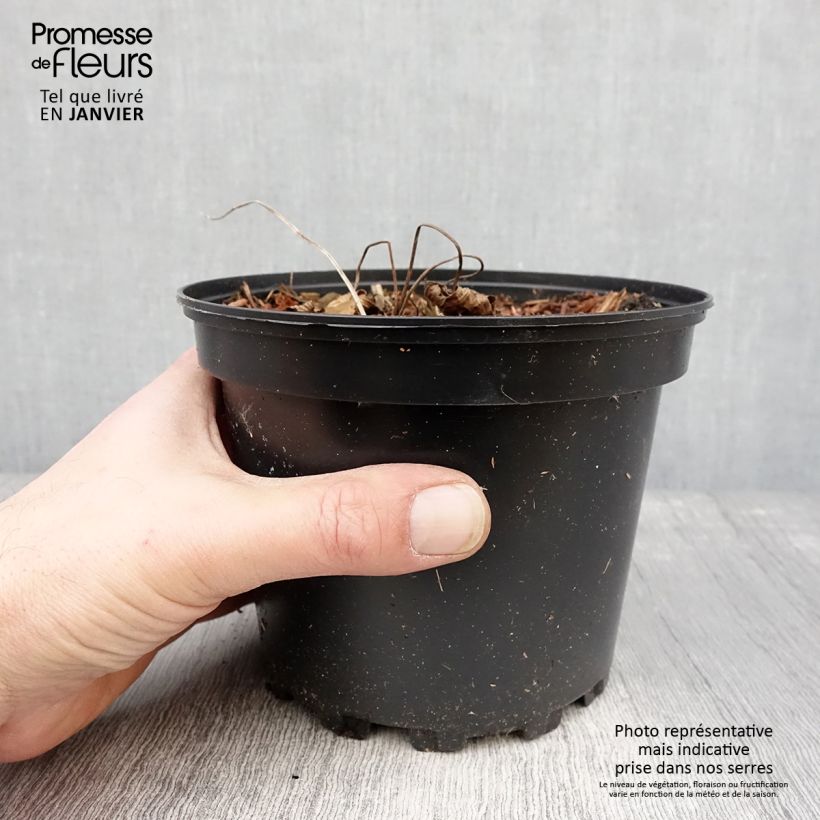 Exemplar von Storchschnabel Dragon Heart - Geranium Topf mit 2L/3L wie im Winter geliefert