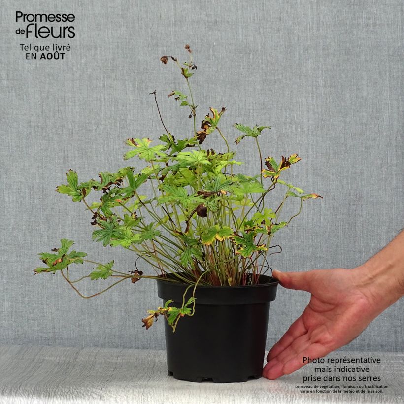 Exemplar von Geranium himalayense Plenum Topf mit 2L/3L wie im Sommer geliefert