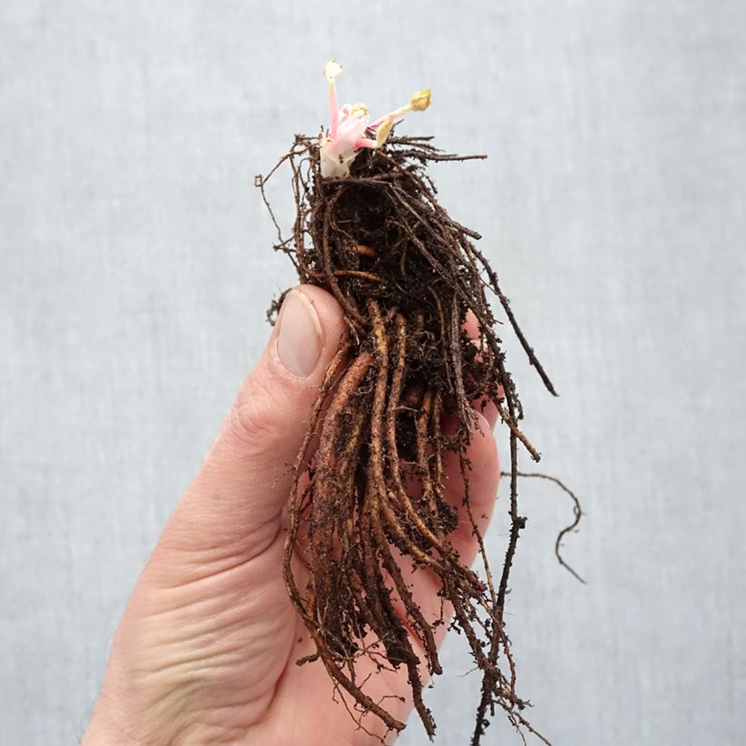 Exemplar von Geranium himalayense Plenum Wurzelnackt wie im Winter geliefert