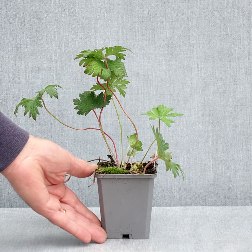 Exemplar von Storchschnabel Johnson's blue - Geranium Kleine Töpfe von 8/9 cm wie im Frühjahr geliefert
