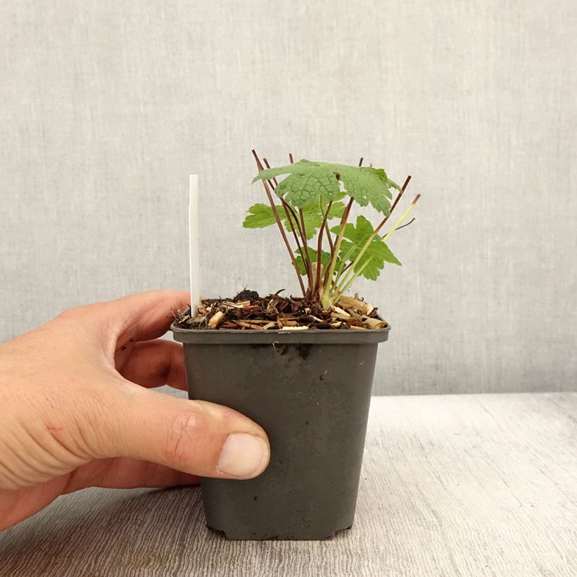 Exemplar von Storchschnabel Karen Wouters - Geranium Kleine Töpfe von 8/9 cm wie im Herbst geliefert