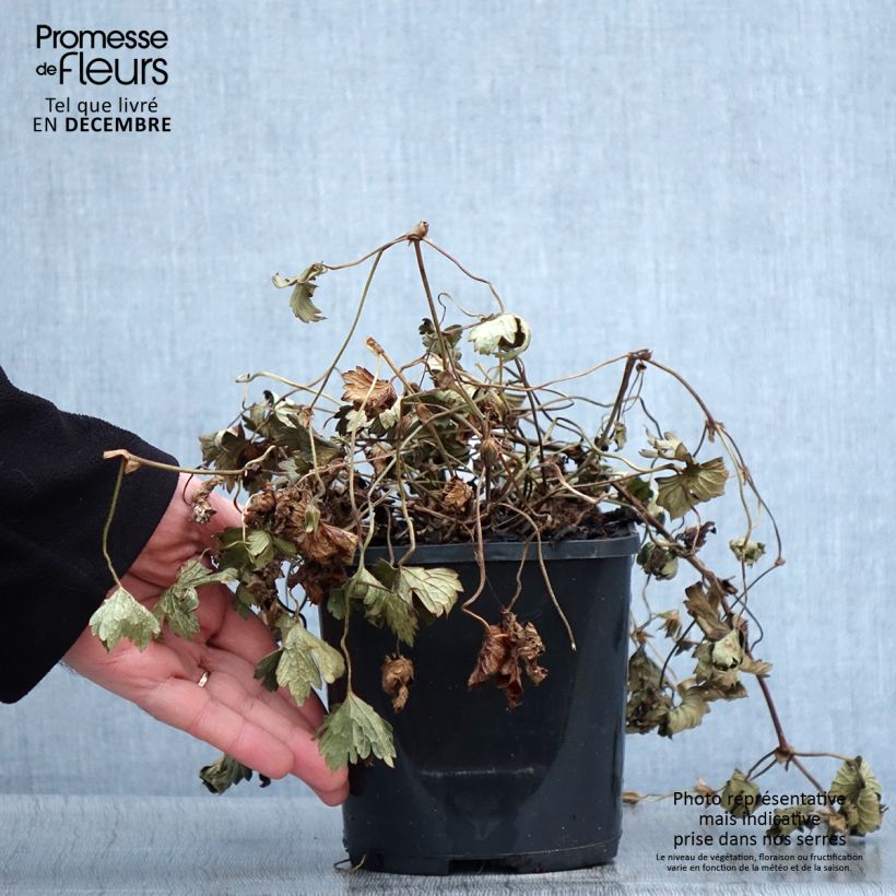 Exemplar von Storchschnabel Kelly-Anne - Geranium Topf mit 1L/1,5L wie im Herbst geliefert