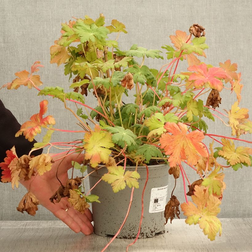 Exemplar von Geranium macrorrhizum Czakor - Balkan-Storchschnabel Topf mit 3L/4L wie im Herbst geliefert