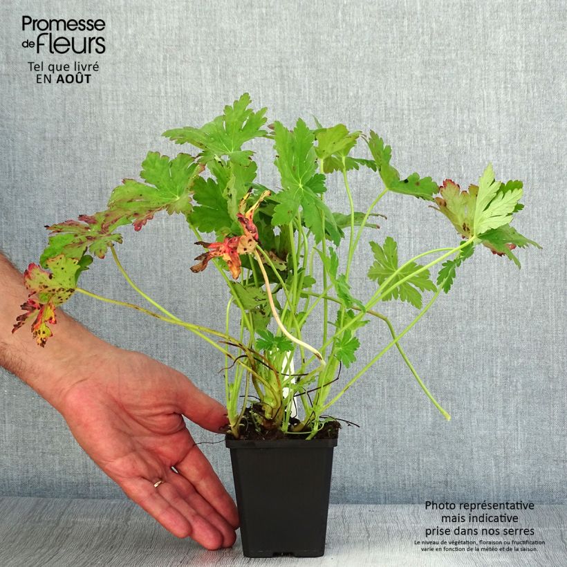 Exemplar von Geranium macrorrhizum Ingwersen's Variety - Balkan-Storchschnabel Kleine Töpfe von 8/9 cm wie im Sommer geliefert