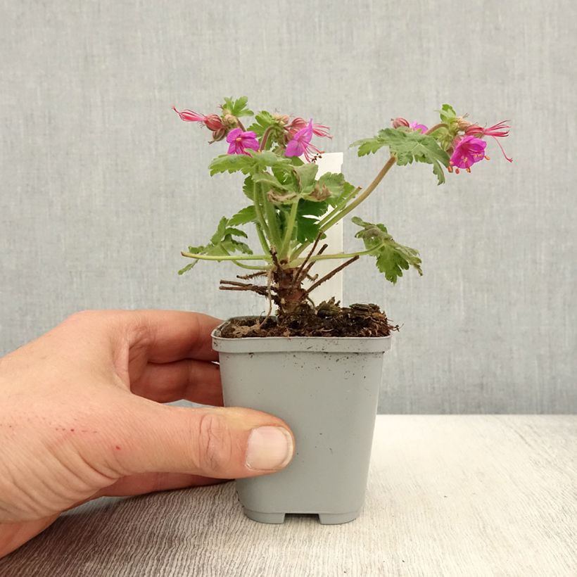 Exemplar von Geranium macrorrhizum Ingwersen's Variety - Balkan-Storchschnabel Kleine Töpfe von 8/9 cm wie im Frühjahr geliefert