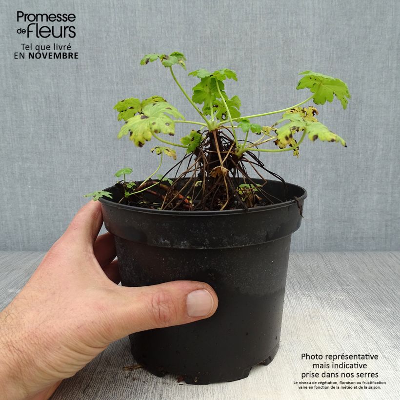 Exemplar von Geranium macrorrhizum White Ness - Balkan-Storchschnabel Topf mit 2L/3L wie im Herbst geliefert