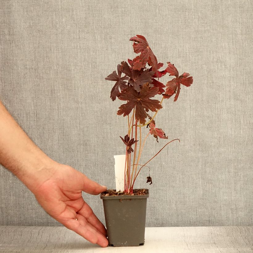 Exemplar von Geranium maculatum Stormy Night - Dunkelblättriger Storchschnabel Kleine Töpfe von 8/9 cm wie im Sommer geliefert