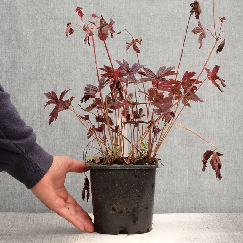 Exemplar von Geranium maculatum Stormy Night - Dunkelblättriger Storchschnabel Topf mit 2L/3L wie im Sommer geliefert