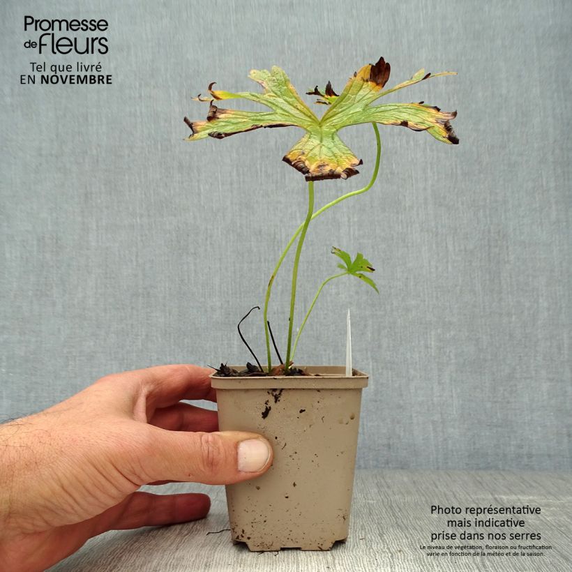 Exemplar von Geranium maculatum var.album - Dunkelblättriger Storchschnabel Kleine Töpfe von 8/9 cm wie im Herbst geliefert