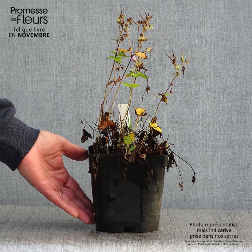Exemplar von Geranium nodosum - Knotiger Bergwald Storchschnabel Topf mit 2L/3L wie im Herbst geliefert