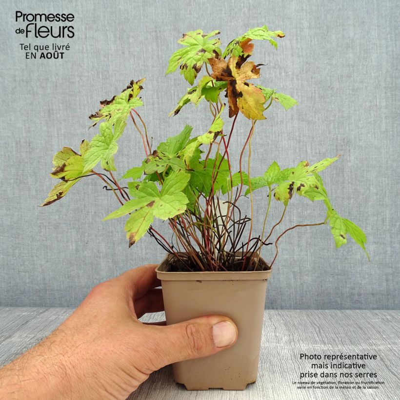 Exemplar von Geranium nodosum Simon - Knotiger Bergwald Storchschnabel Kleine Töpfe von 8/9 cm wie im Sommer geliefert