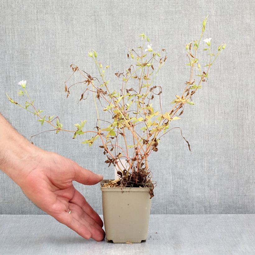 Exemplar von Geranium oxonianum Ankum's White - Oxford-Storchschnabel Kleine Töpfe von 8/9 cm wie im Sommer geliefert