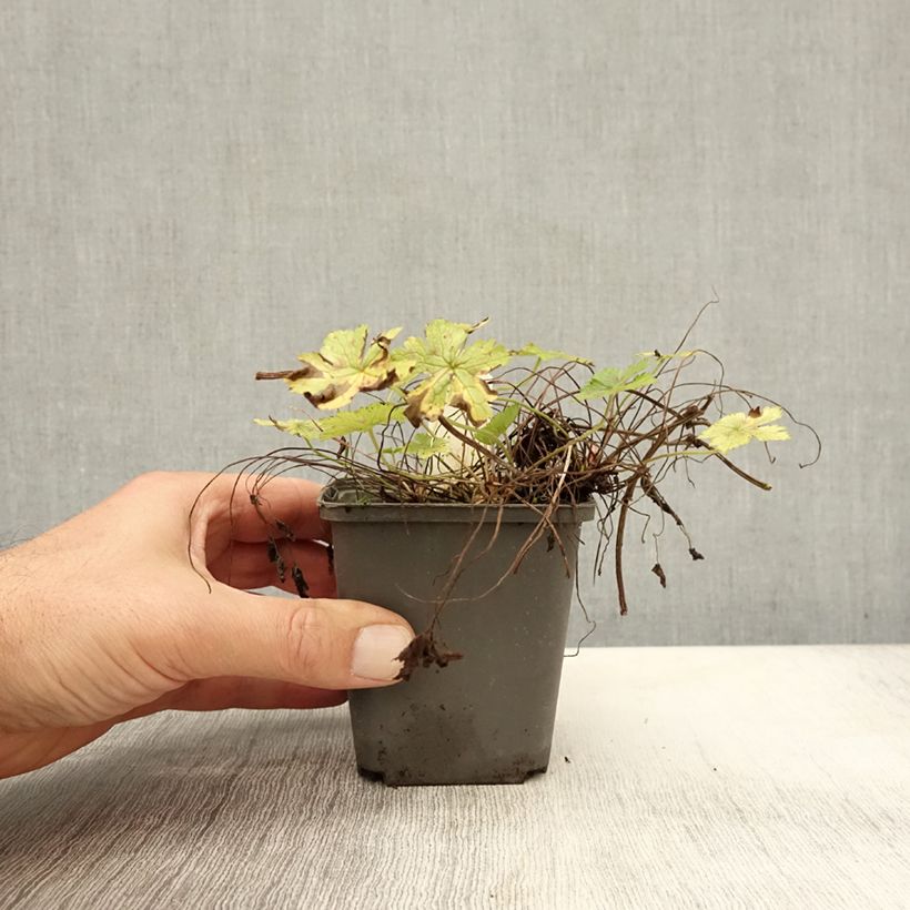 Exemplar von Geranium oxonianum Walter s Gift - Oxford-Storchschnabel Kleine Töpfe von 8/9 cm wie im Herbst geliefert