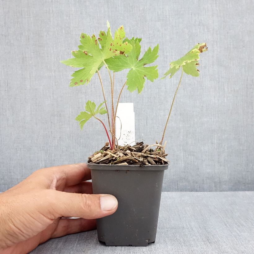 Exemplar von Geranium phaeum Angelina - Brauner Storchschnabel Kleine Töpfe von 8/9 cm wie im Sommer geliefert
