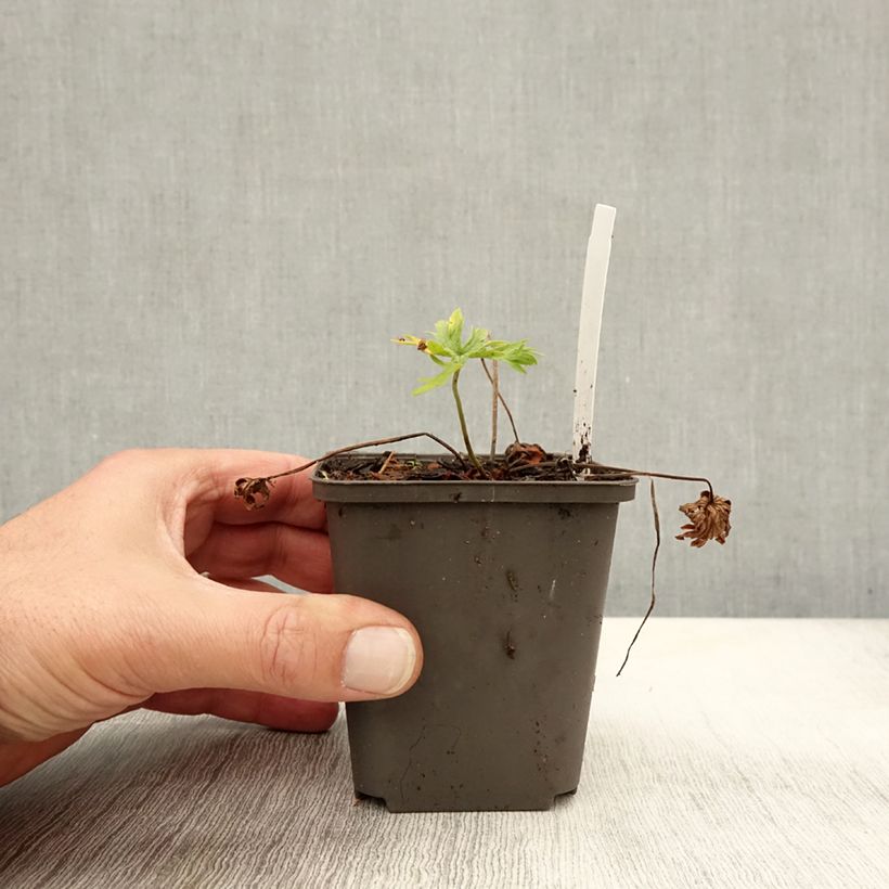 Exemplar von Geranium pratense Algera Double - Wiesen-Storchschnabel Kleine Töpfe von 8/9 cm wie im Herbst geliefert