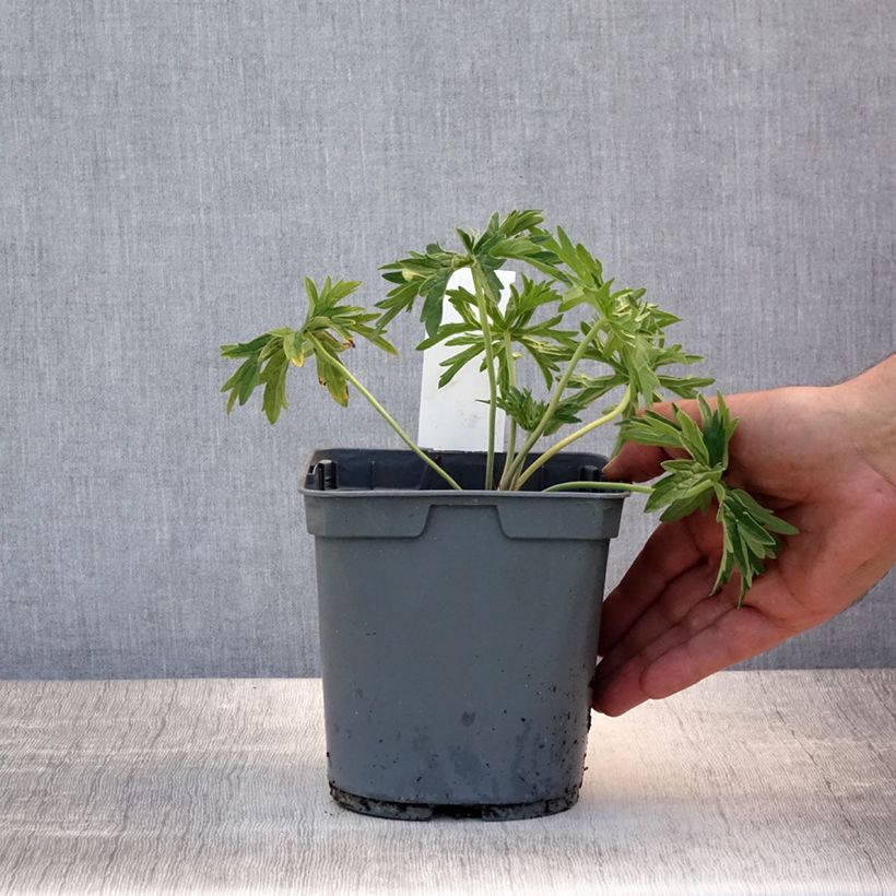 Exemplar von Geranium pratense Algera Double - Wiesen-Storchschnabel Topf mit 2L/3L wie im Sommer geliefert