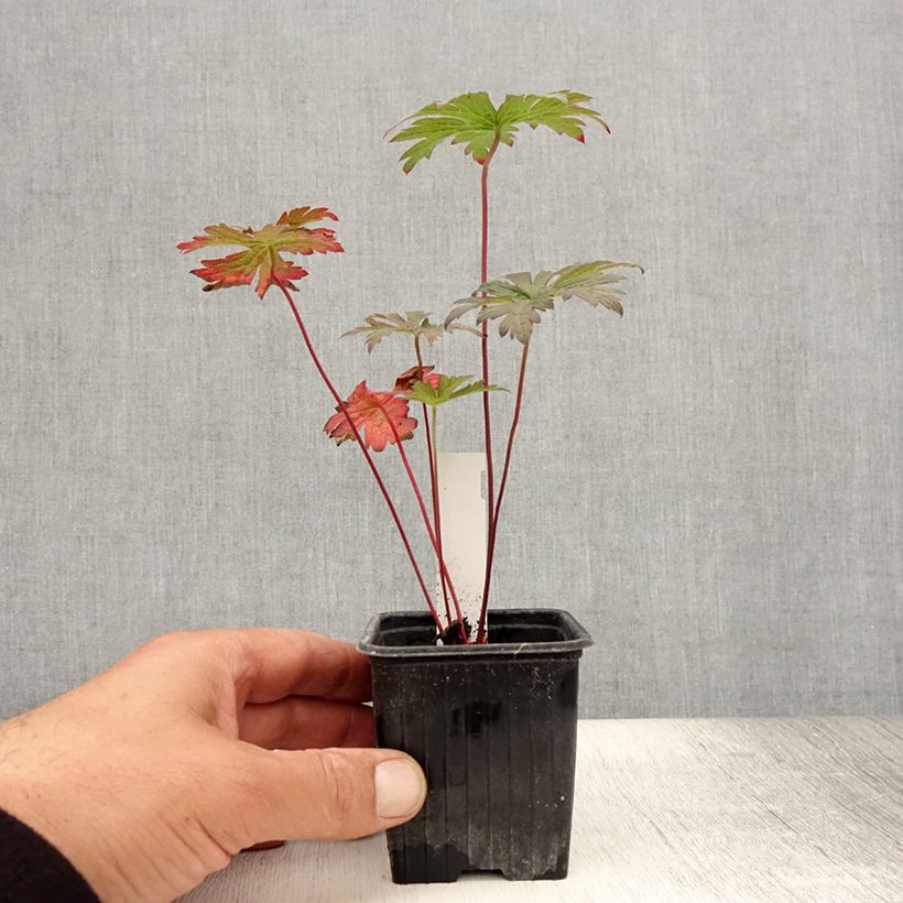 Exemplar von Geranium pratense Dark Eyes - Wiesen-Storchschnabel Kleine Töpfe von 8/9 cm wie im Sommer geliefert