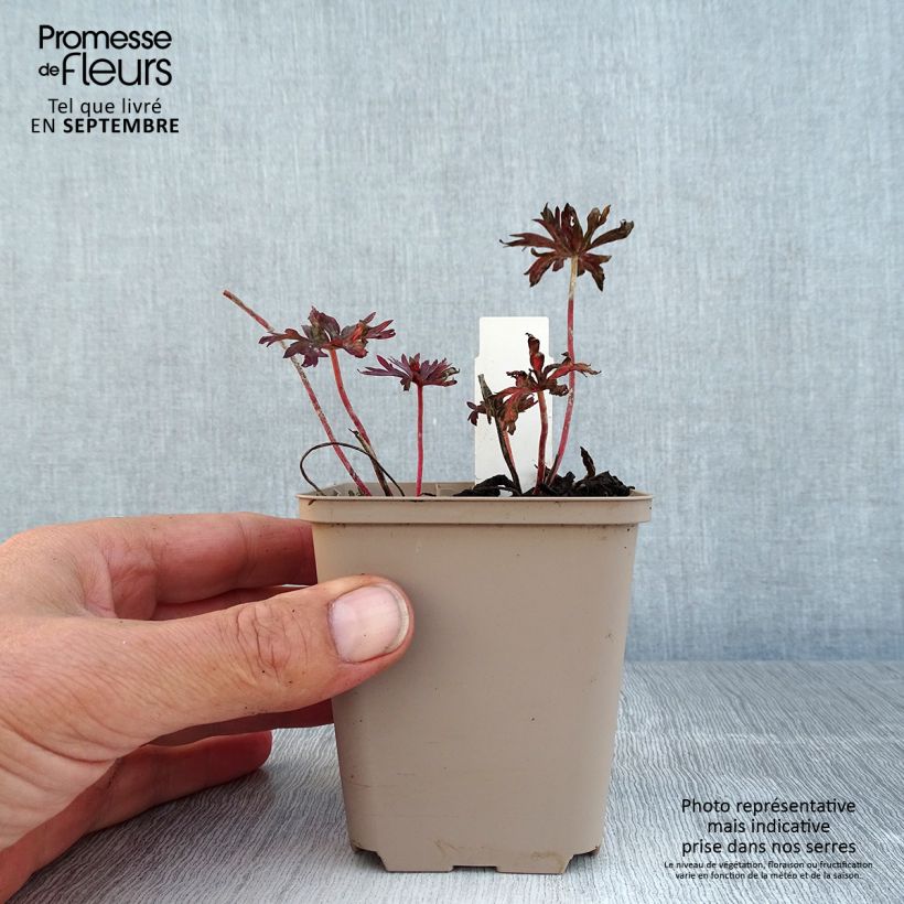 Exemplar von Geranium pratense Hocus Pocus - Wiesen-Storchschnabel Kleine Töpfe von 8/9 cm wie im Sommer geliefert