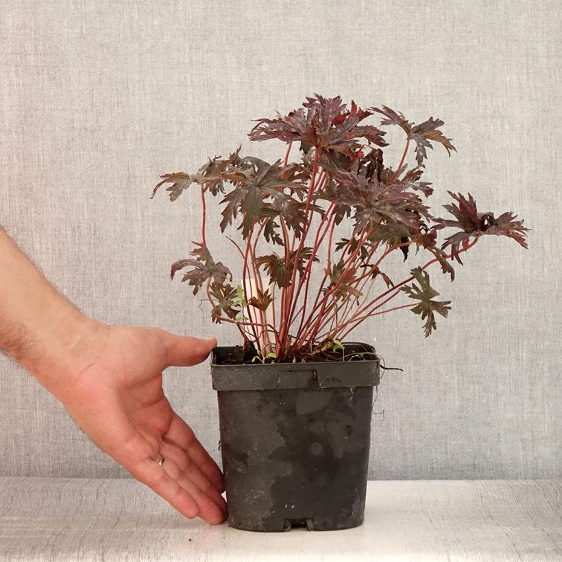 Exemplar von Geranium pratense Hocus Pocus - Wiesen-Storchschnabel Topf mit 2L/3L wie im Sommer geliefert