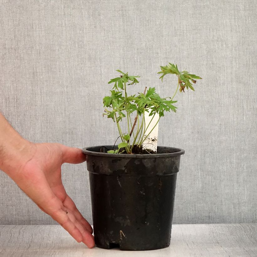 Exemplar von Geranium pratense Laura - Wiesen-Storchschnabel Topf mit 2L/3L wie im Sommer geliefert