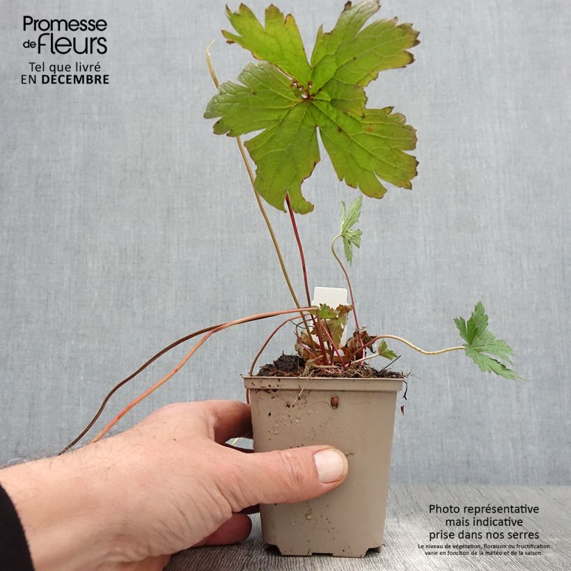 Exemplar von Geranium psilostemon Bressingham Flair - Armenischer Storchschnabel Kleine Töpfe von 8/9 cm wie im Herbst geliefert