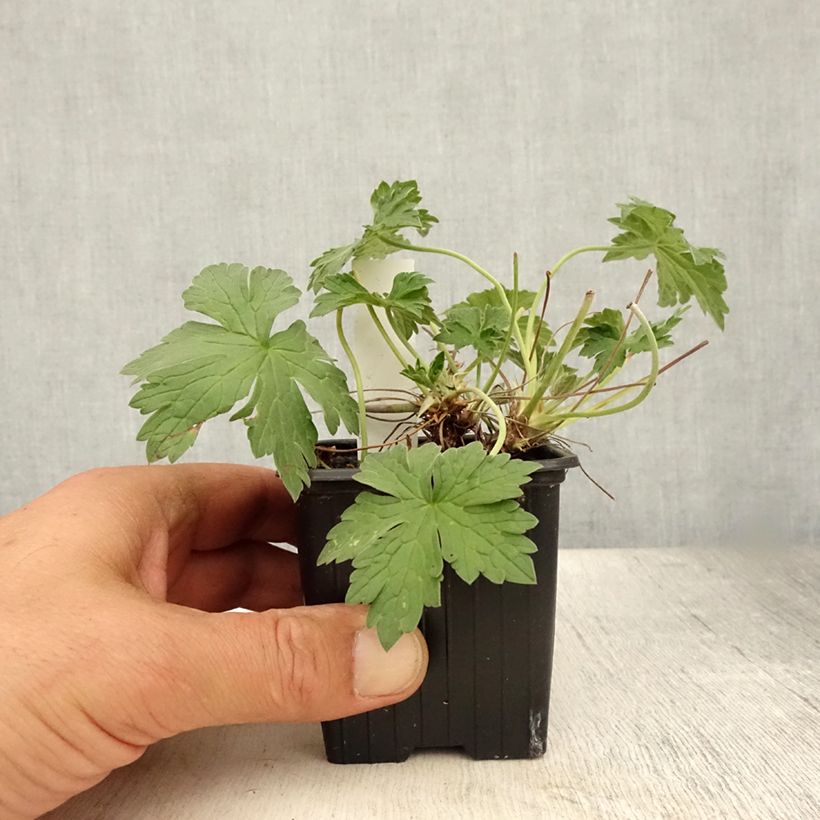 Exemplar von Geranium riversleaianum Russell Prichard - Storchschnabel Kleine Töpfe von 8/9 cm wie im Sommer geliefert