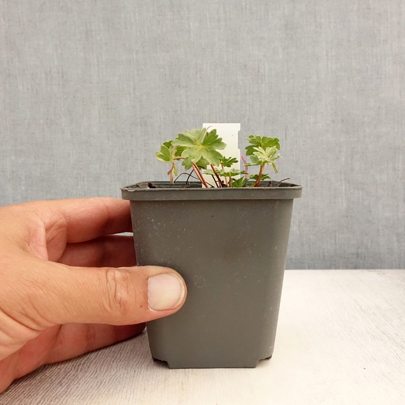 Exemplar von Geranium cinereum Rothbury Gem - Aschgrauer Storchschnabel Kleine Töpfe von 8/9 cm wie im Sommer geliefert