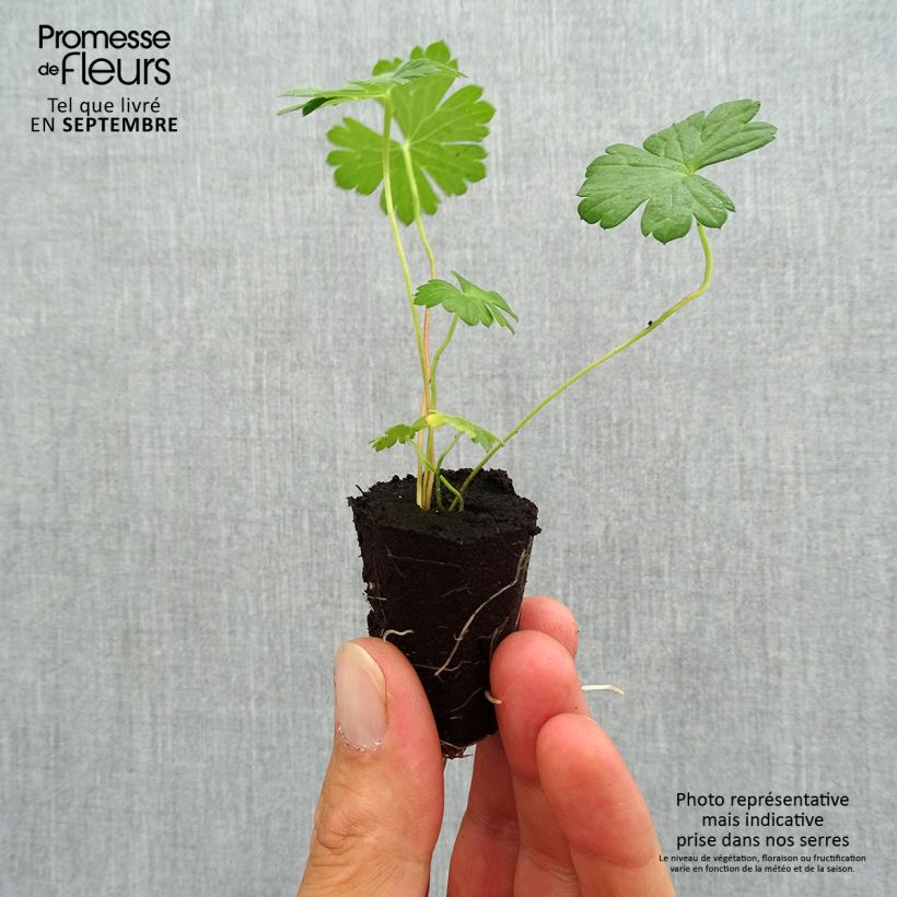 Exemplar von Storchschnabel Rozanne - Geranium Mini-Plug Ø 3/4 cm wie im Herbst geliefert