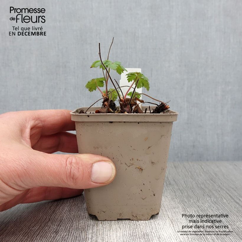 Exemplar von Storchschnabel Sabani Blue - Geranium Kleine Töpfe von 8/9 cm wie im Herbst geliefert