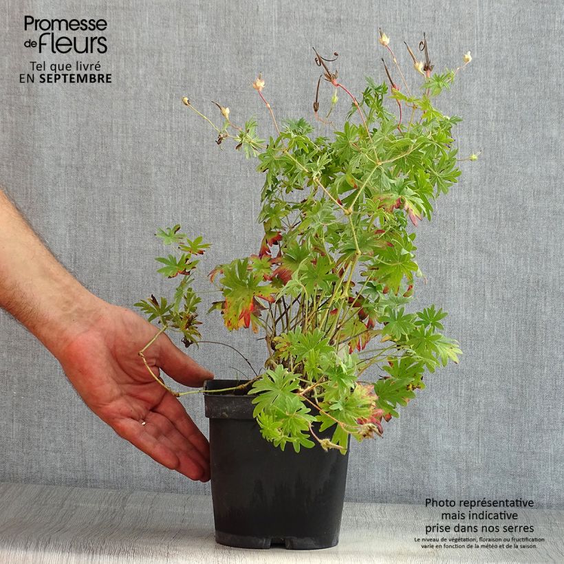 Exemplar von Geranium sanguineum Topf mit 2L/3L wie im Sommer geliefert