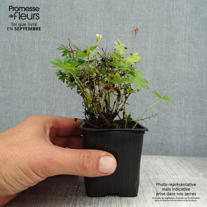 Exemplar von Geranium sanguineum Max Frei - Blutstorchschnabel Kleine Töpfe von 8/9 cm wie im Sommer geliefert