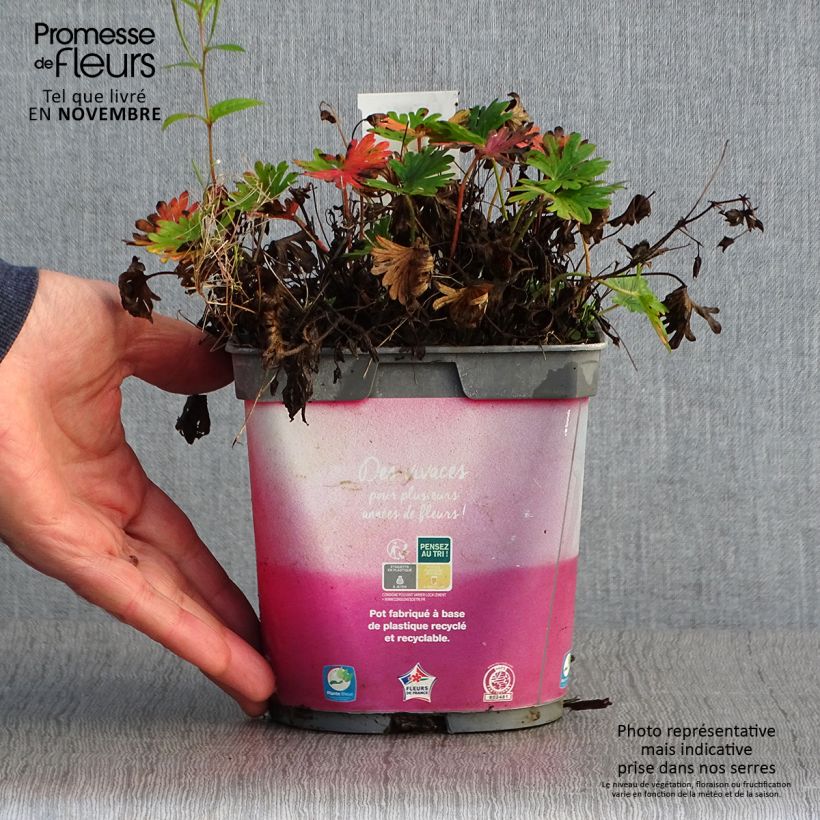Exemplar von Geranium sanguineum Pink Pouffe - Blutstorchschnabel Topf mit 2L/3L wie im Herbst geliefert