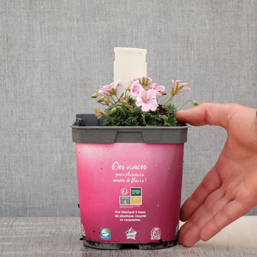 Exemplar von Geranium sanguineum Pink Pouffe - Blutstorchschnabel Topf mit 2L/3L wie im Frühjahr geliefert