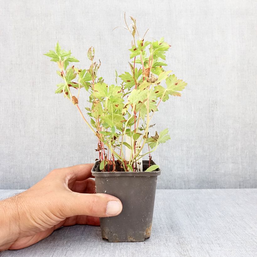 Exemplar von Storchschnabel Silvias Surprise - Geranium Kleine Töpfe von 8/9 cm wie im Sommer geliefert