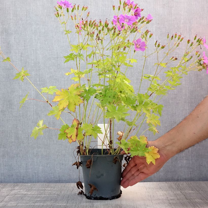 Exemplar von Storchschnabel Sirak - Geranium Topf mit 2L/3L wie im Sommer geliefert