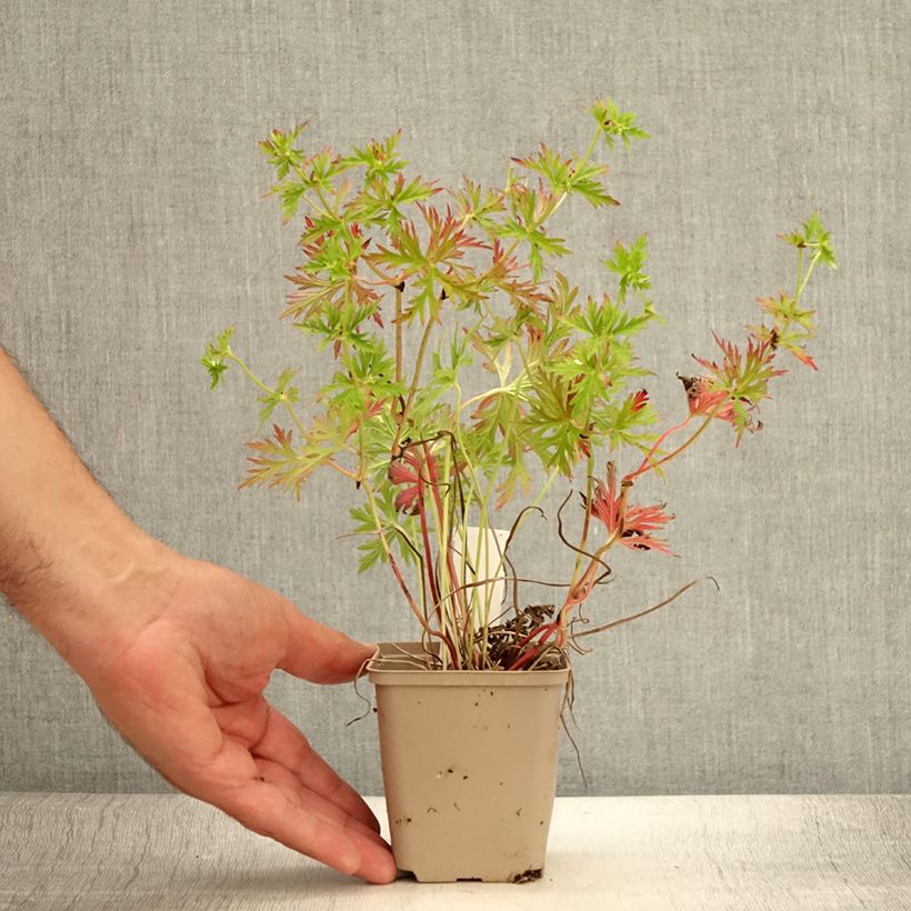 Exemplar von Geranium soboliferum Starman - Storchschnabel Kleine Töpfe von 8/9 cm wie im Sommer geliefert