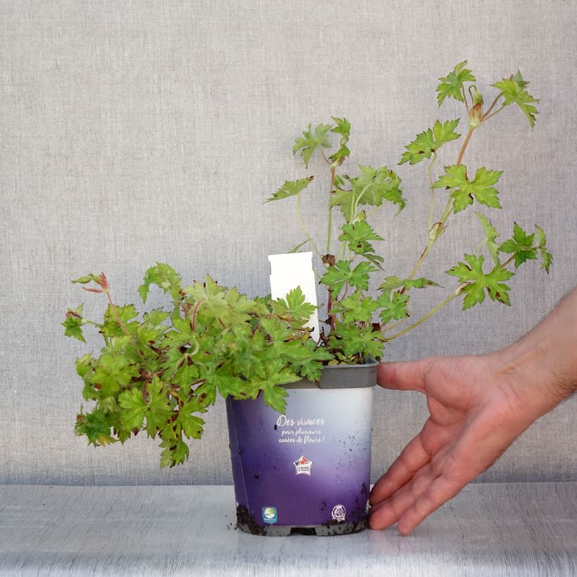Exemplar von Storchschnabel Sweet Heidi - Geranium Topf mit 2L/3L wie im Sommer geliefert