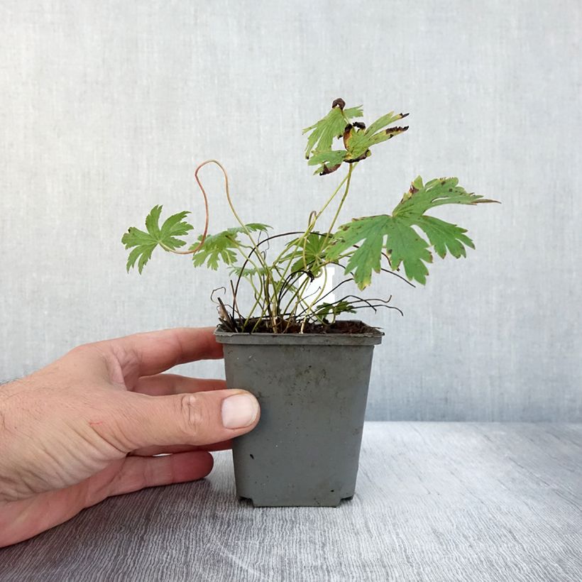 Exemplar von Geranium sylvaticum Birch Lilac - Wald-Storchschnabel Kleine Töpfe von 8/9 cm wie im Herbst geliefert