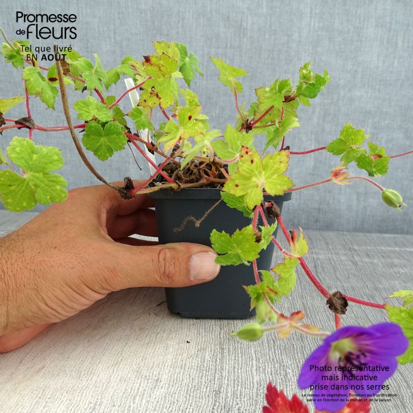 Exemplar von Geranium wallichianum Censation Daily Blue - Storchschnabel Kleine Töpfe von 8/9 cm wie im Sommer geliefert