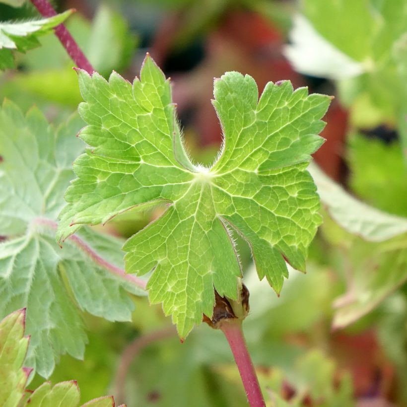 Geranium wallichianum Censation Daily Blue - Storchschnabel (Laub)