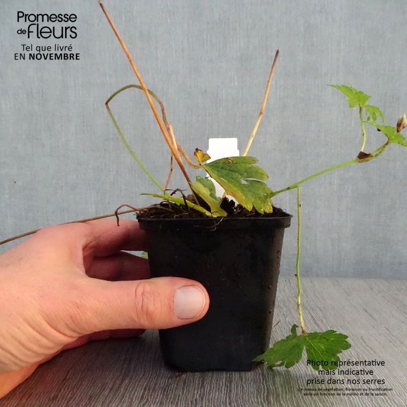Exemplar von Geranium wallichianum Havana Blues - Storchschnabel Kleine Töpfe von 8/9 cm wie im Herbst geliefert