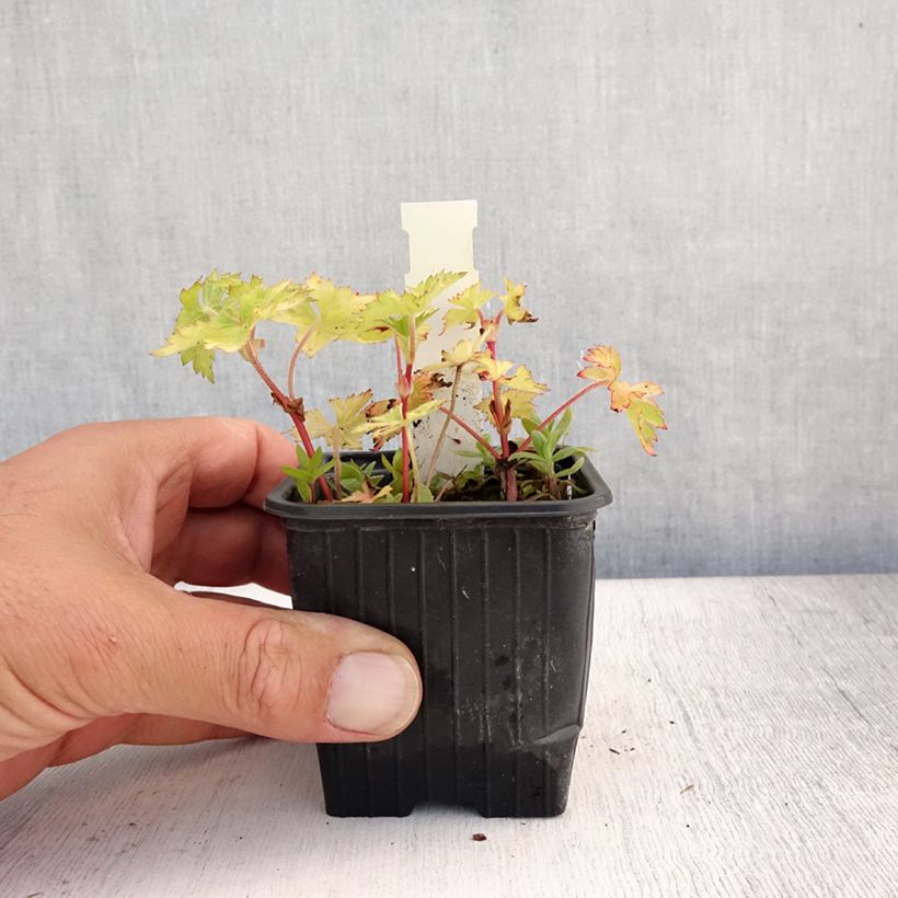Exemplar von Geranium wallichianum Magical All Summer Joy - Storchschnabel Kleine Töpfe von 8/9 cm wie im Sommer geliefert