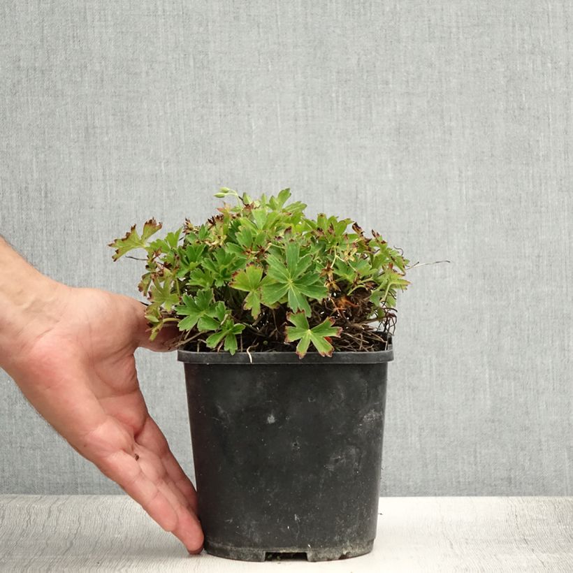 Exemplar von Geranium yoshinoi Confetti - Storchschnabel Topf mit 1,5L/2L wie im Sommer geliefert