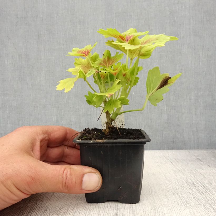 Exemplar von Zonal-Pelargonie Decima - Pelargonium Kleine Töpfe von 8/9 cm wie im Frühjahr geliefert