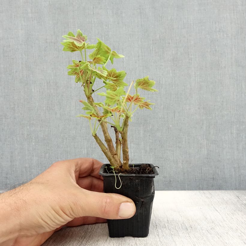 Exemplar von Zonal-Pelargonie Vancouver Centennial - Pelargonium Kleine Töpfe von 7/8 cm wie im Herbst geliefert