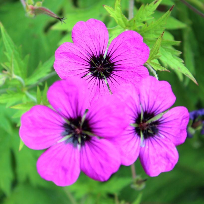 Storchschnabel Patricia - Geranium (Blüte)