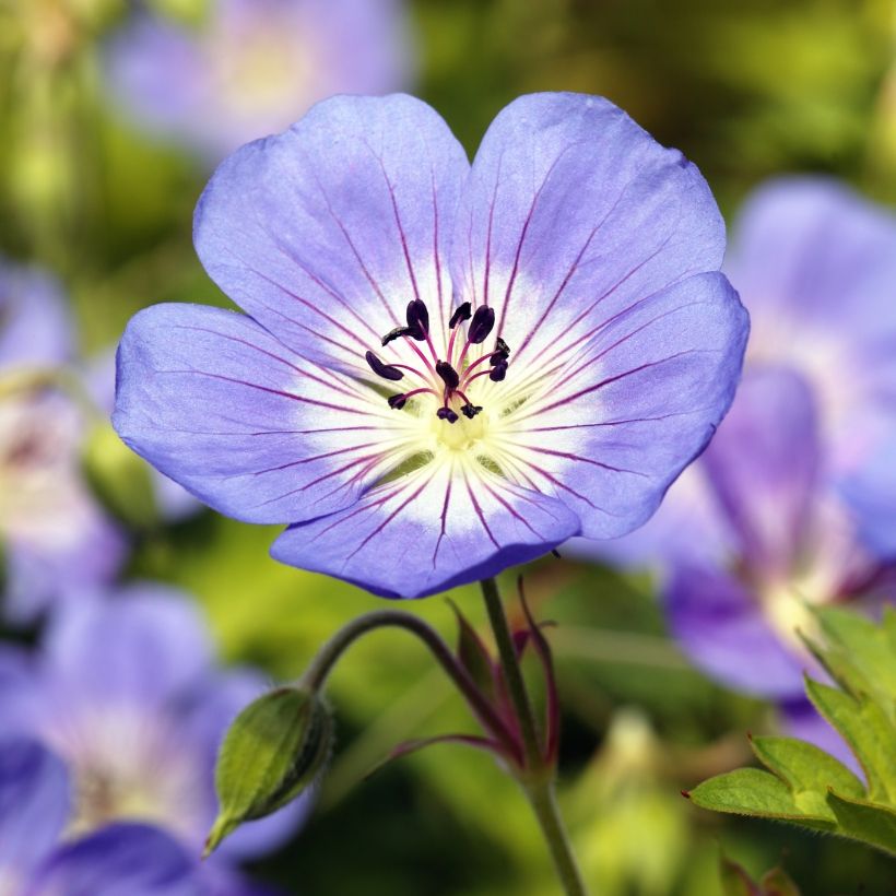 Storchschnabel Rozanne - Geranium (Blüte)