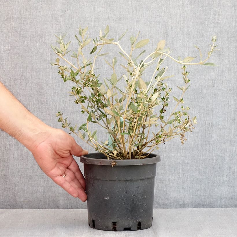 Exemplar von Teucrium fruticans - Strauchiger Gamander Topf mit 2L/3L wie im Sommer geliefert