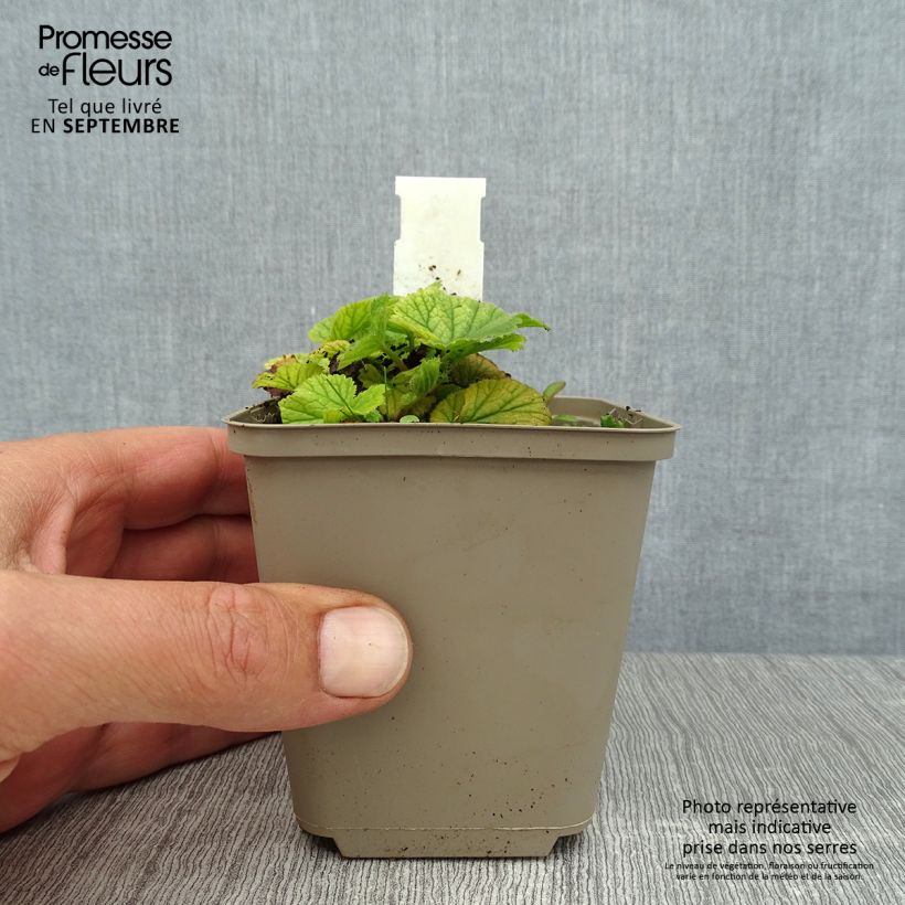 Exemplar von Geum coccineum Karlskaer - Scharlachrote Nelkenwurz Kleine Töpfe von 8/9 cm wie im Sommer geliefert